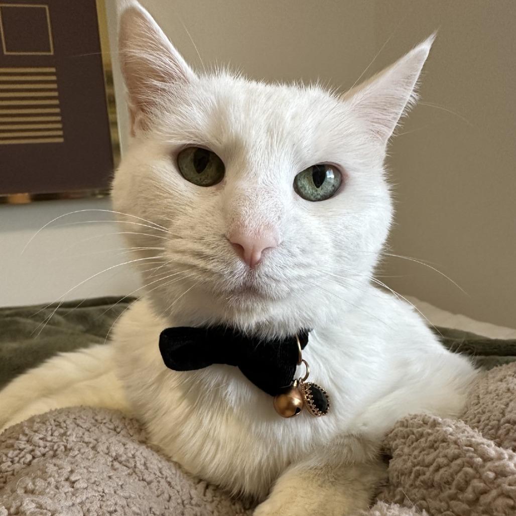 Enlarge Bella, a Adoptable Domestic Short Hair in Murray, UT image 2/6