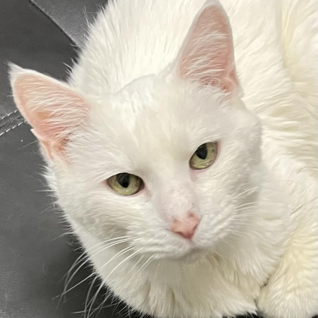 Enlarge Bella, a Adoptable Domestic Short Hair in Murray, UT image 4/6