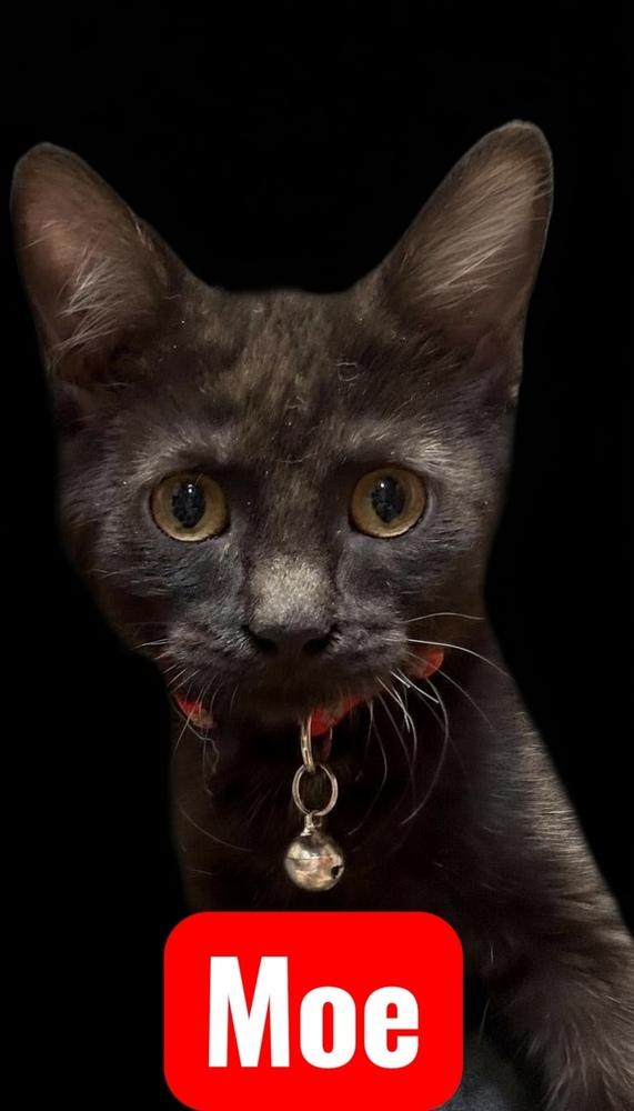 Enlarge Moe, a Adoptable mixed breed in Bellevue, NE image 1/4