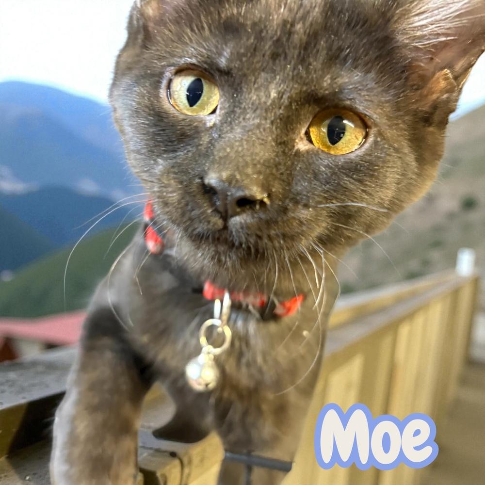 Enlarge Moe, a Adoptable mixed breed in Bellevue, NE image 2/4