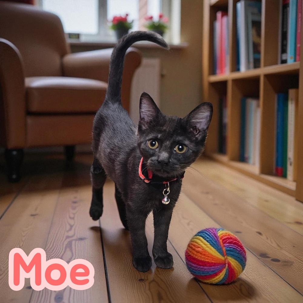 Enlarge Moe, a Adoptable mixed breed in Bellevue, NE image 3/4