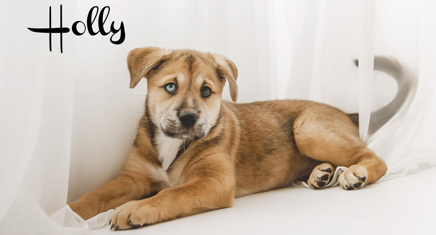Enlarge Holly, an adopted mixed breed in Elburn, IL image 2/5