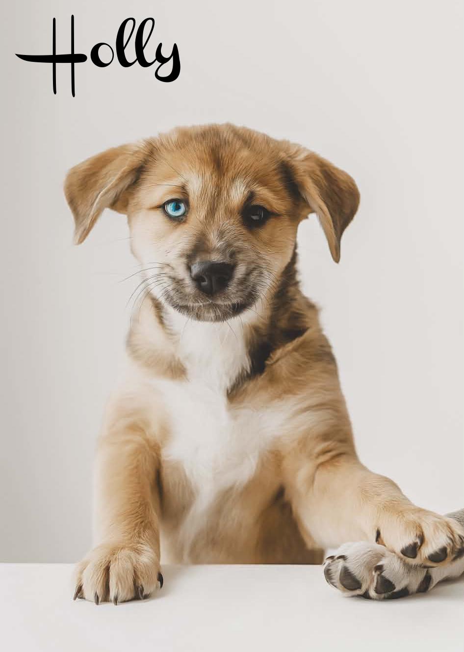 Enlarge Holly, an adopted mixed breed in Elburn, IL image 1/5