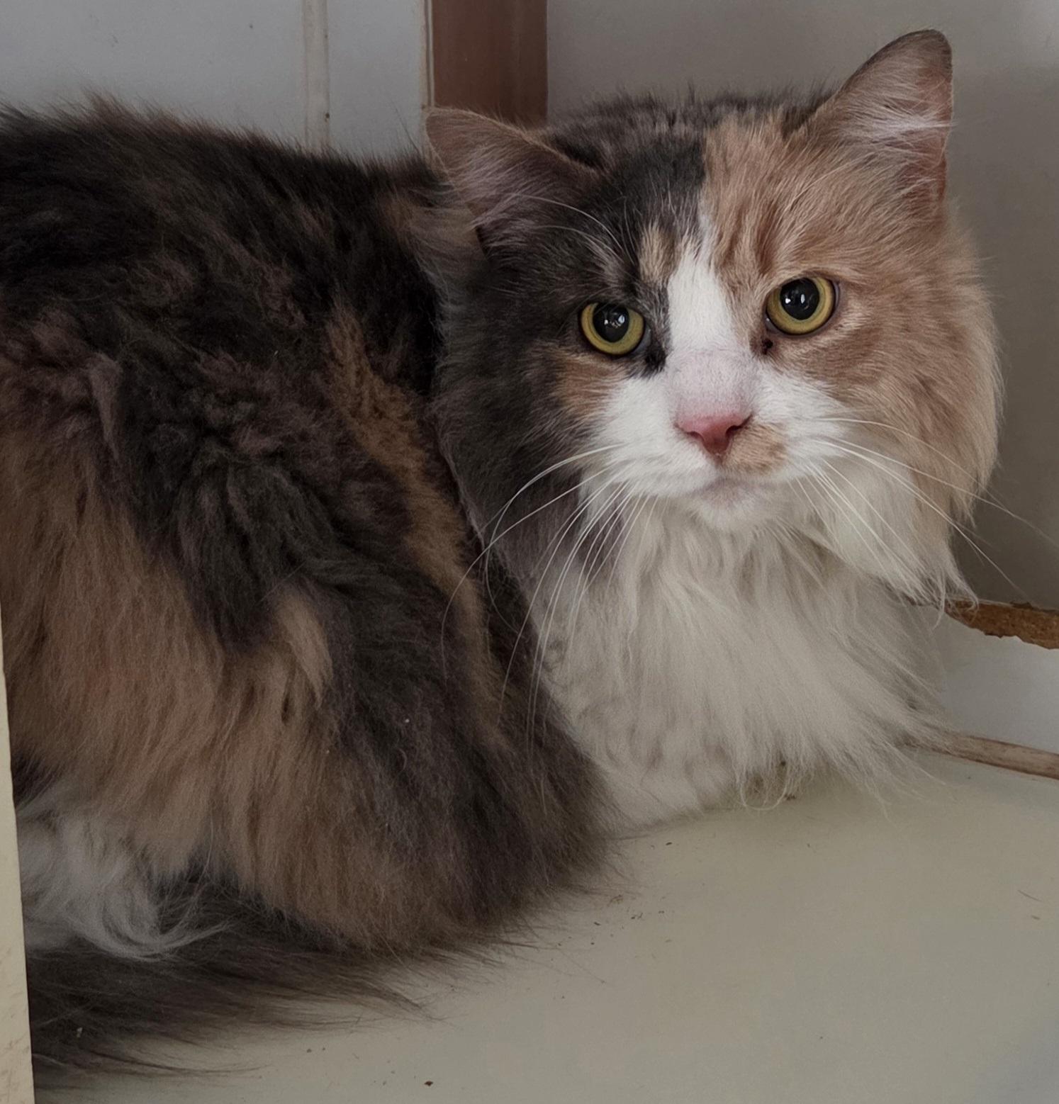 Enlarge Nezuko, an adopted Domestic Long Hair in Mansfield Center, CT image 1/1