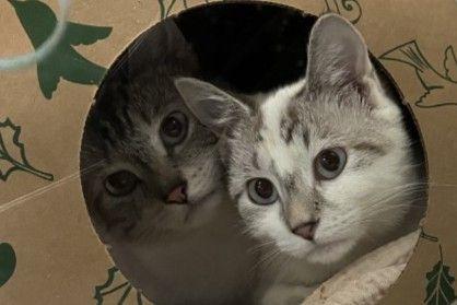 Fortunella, Adoptable, Adult Female Domestic Short Hair.