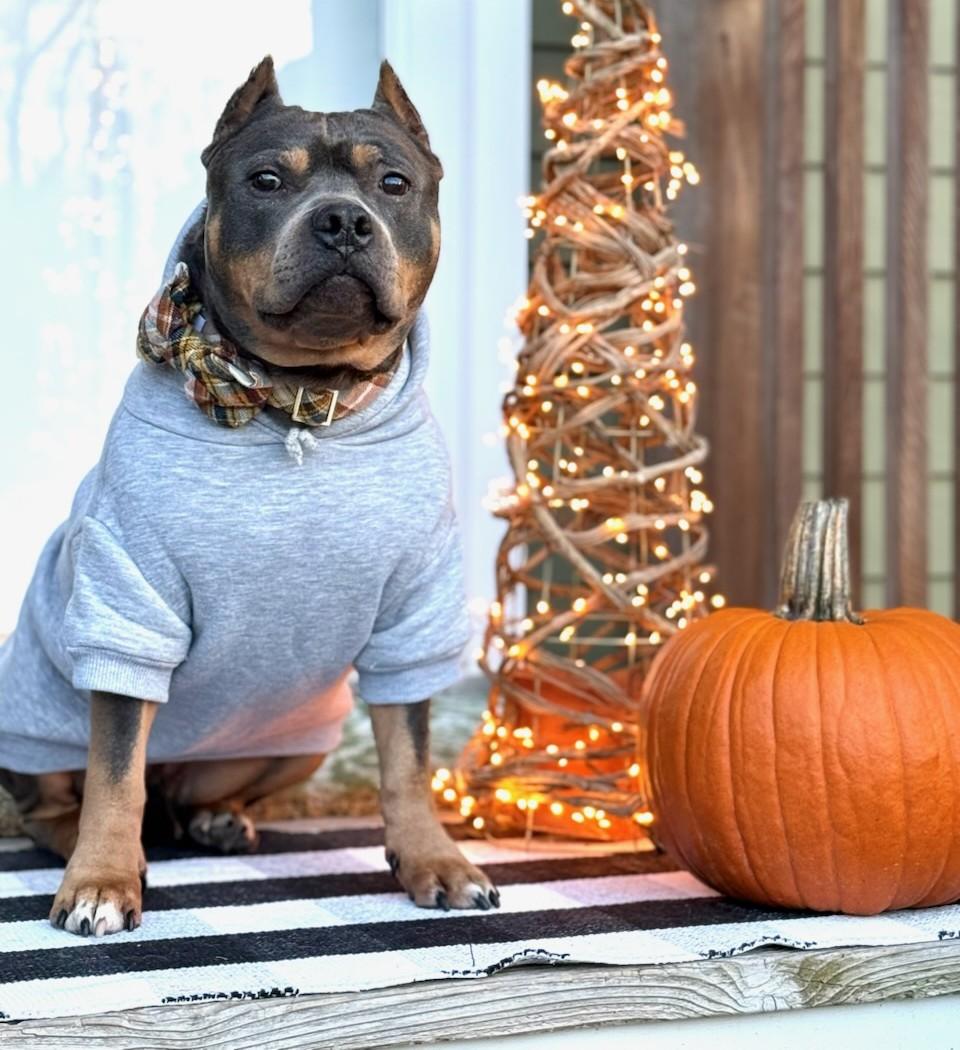 Louie - in foster care. Such a special dog!, a Adoptable Rottweiler in Randolph, NJ image 2/4
