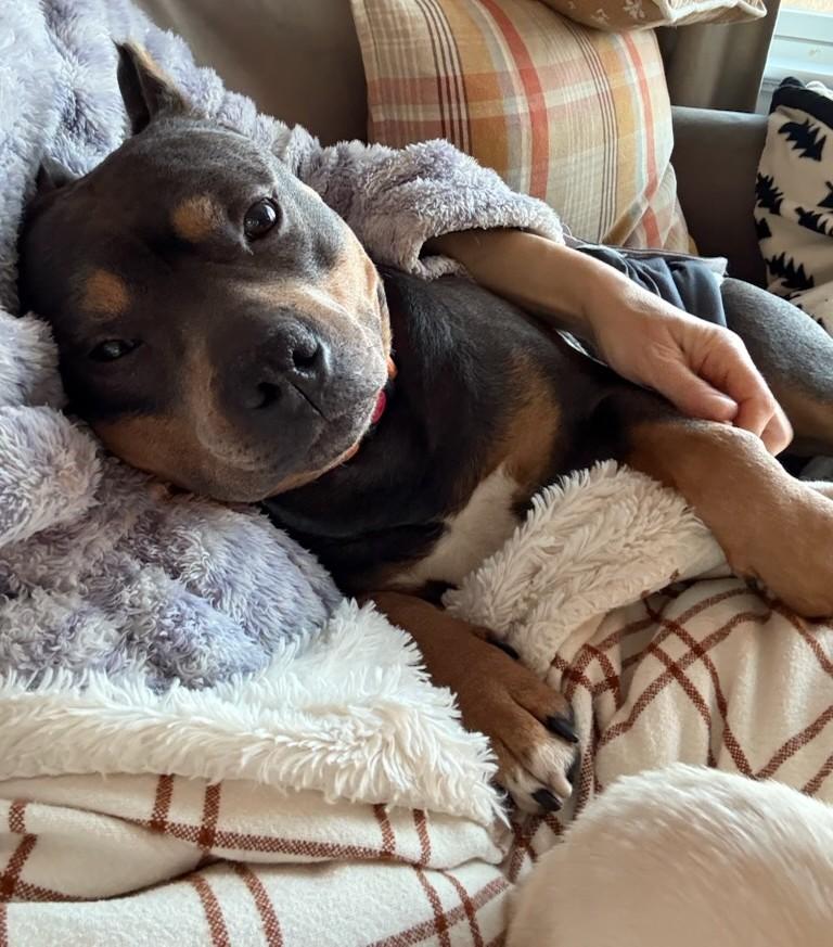 Louie - in foster care. Such a special dog!, a Adoptable Rottweiler in Randolph, NJ image 3/4