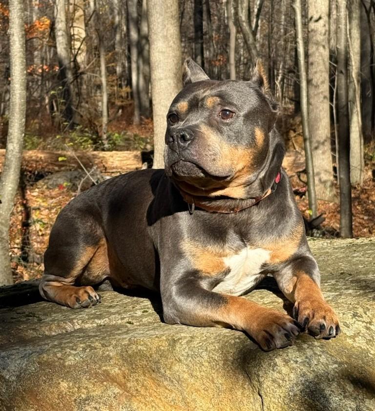 Louie - in foster care. Such a special dog!, a Adoptable Rottweiler in Randolph, NJ image 4/4