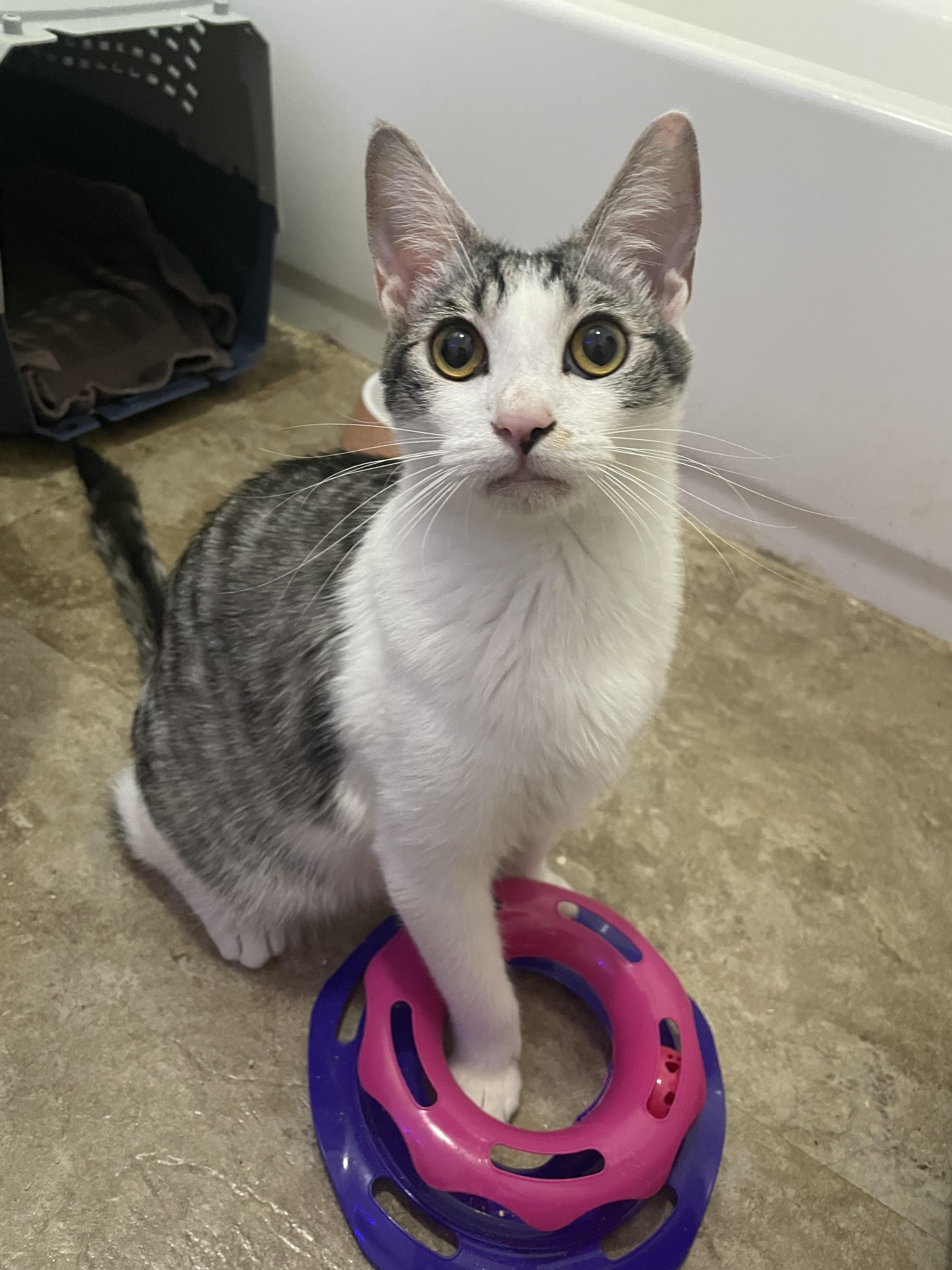 Bartok, Adoptable, Adult Male Domestic Short Hair.