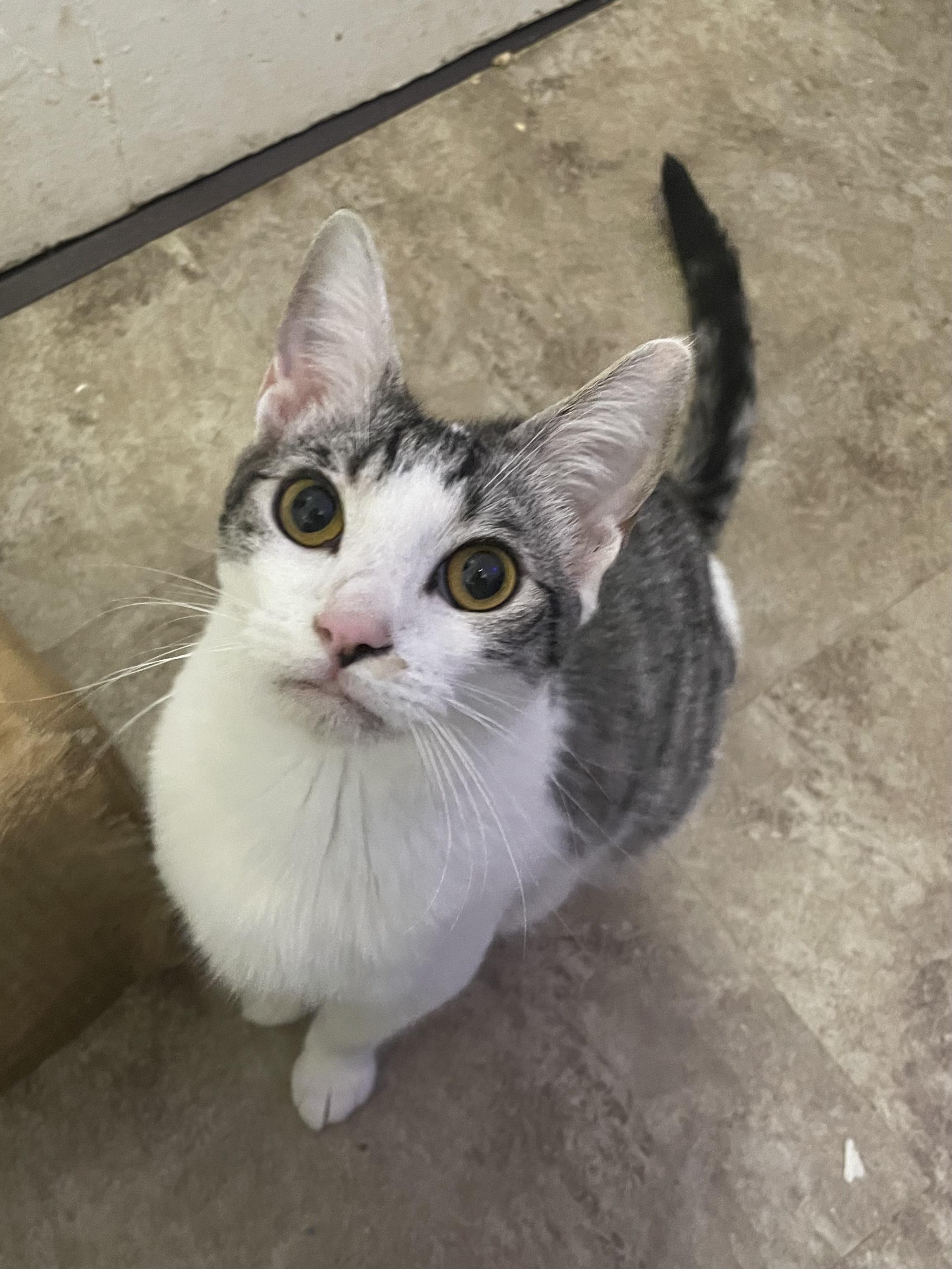 Bartok, a Adoptable Domestic Short Hair in Long Beach, CA image 4/6