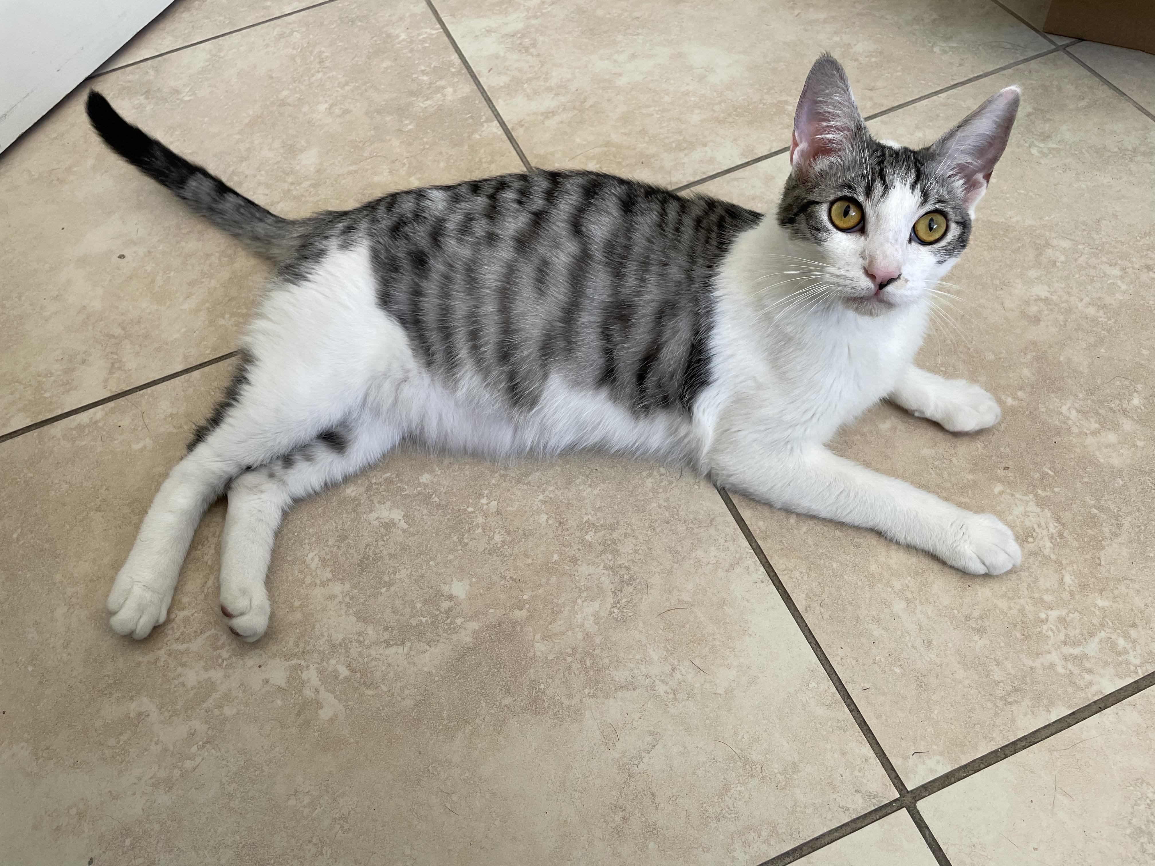 Enlarge Bartok, a Adoptable Domestic Short Hair in Long Beach, CA image 4/4