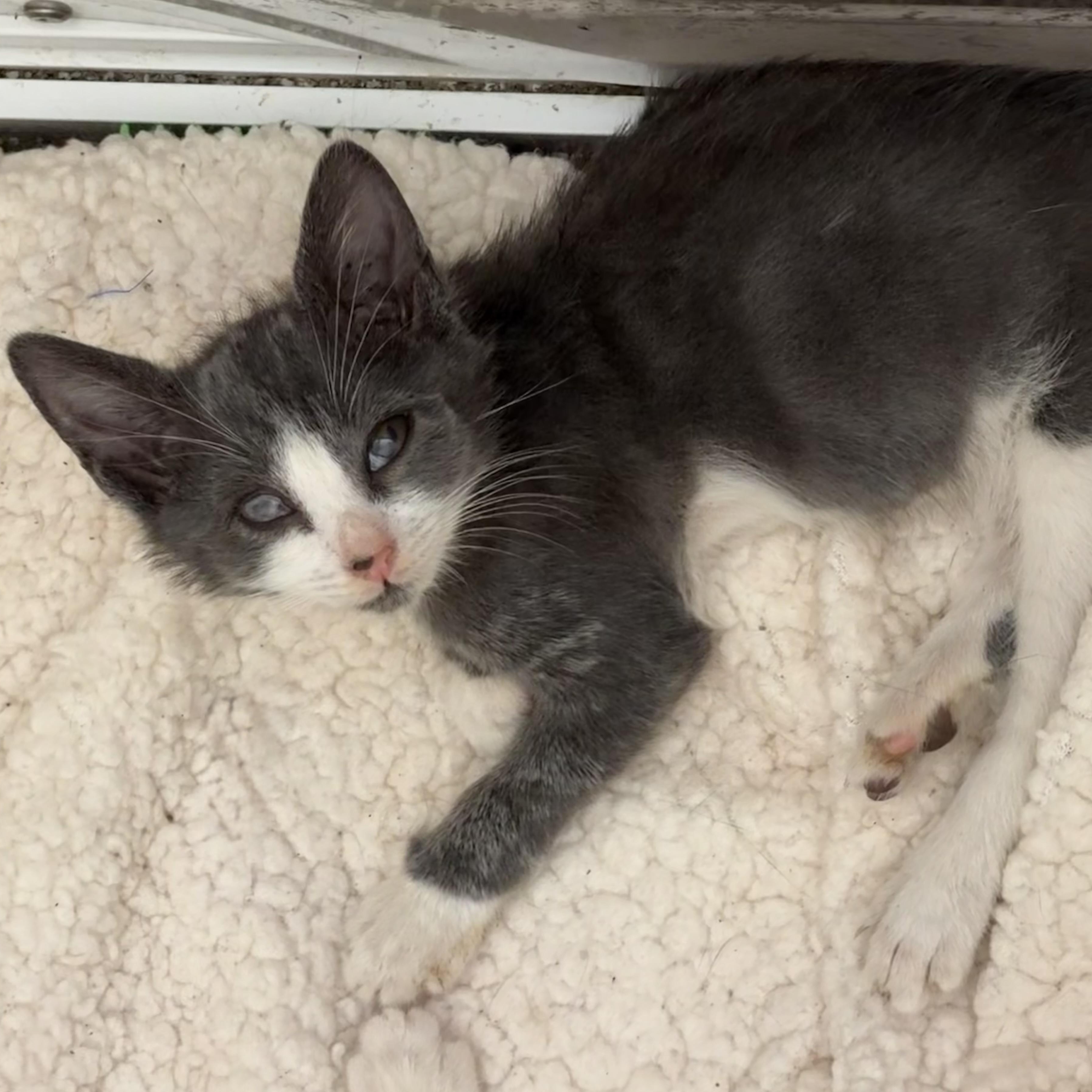 Enlarge Petrie, an adopted Domestic Short Hair in jacksonville, FL image 2/6