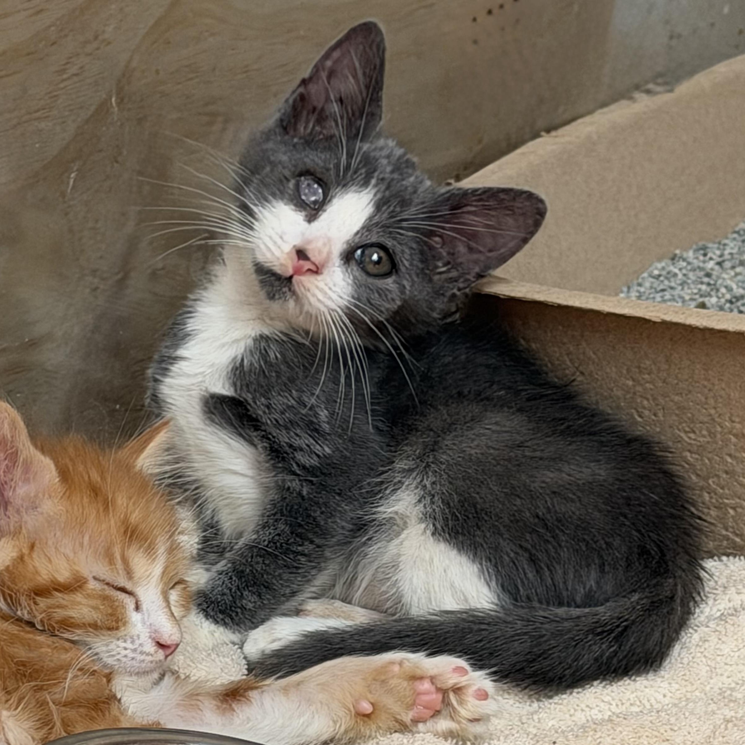 Enlarge Petrie, an adopted Domestic Short Hair in jacksonville, FL image 5/6