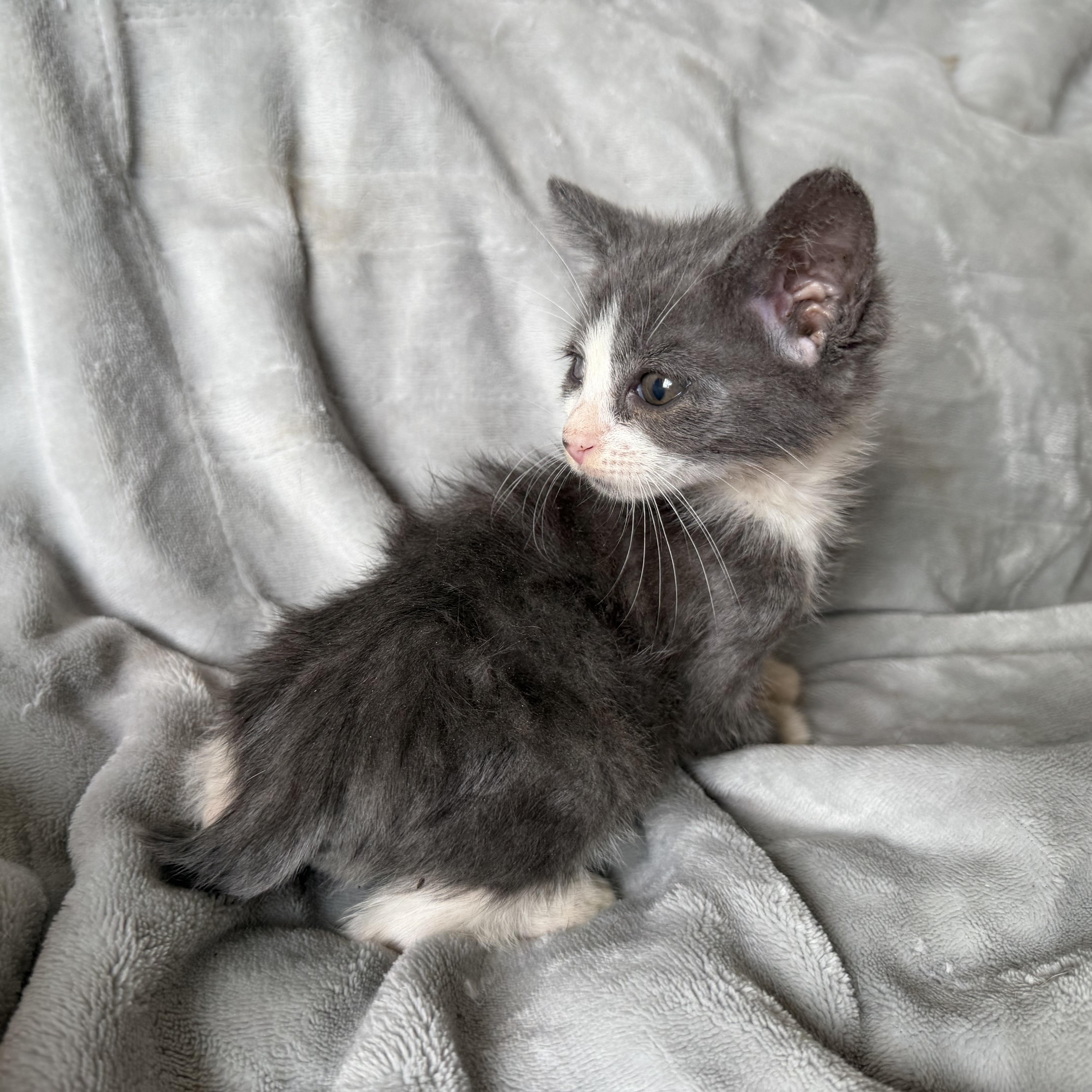 Enlarge Petrie, an adopted Domestic Short Hair in jacksonville, FL image 6/6