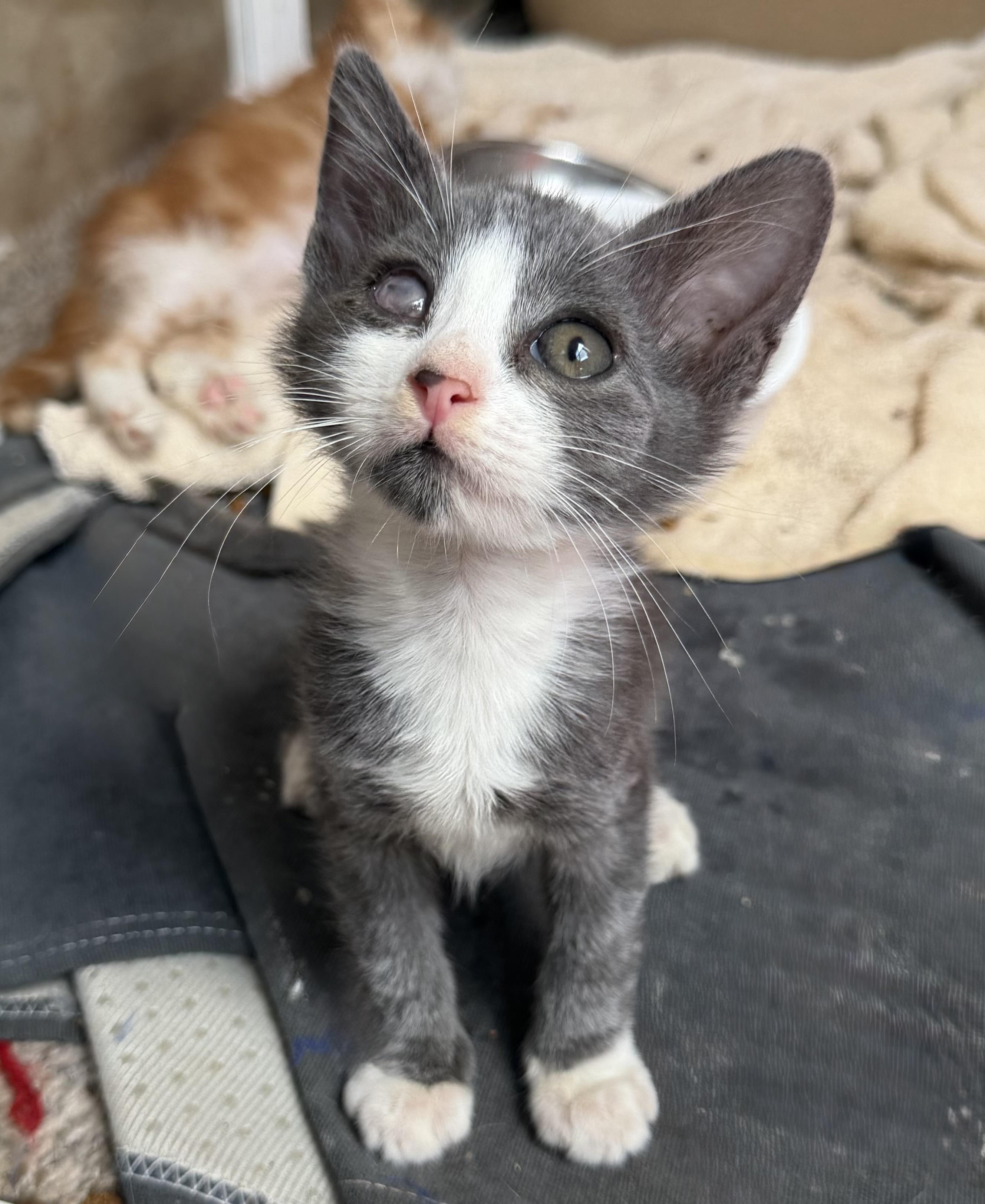 Enlarge Petrie, an adopted Domestic Short Hair in jacksonville, FL image 1/6