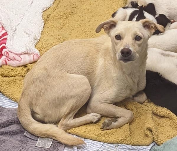 Janice, Adoptable, Adult Female Shepherd.