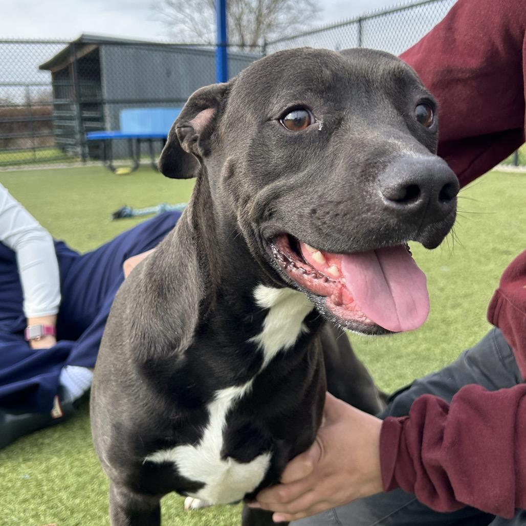 Corvo, Adoptable, Young Male Pit Bull Terrier.