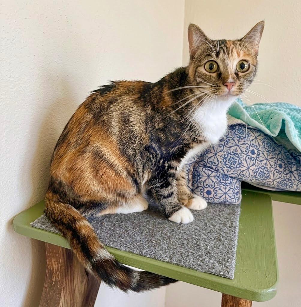 Enlarge Smoochie, a Adoptable mixed breed in Cambria, CA image 3/4