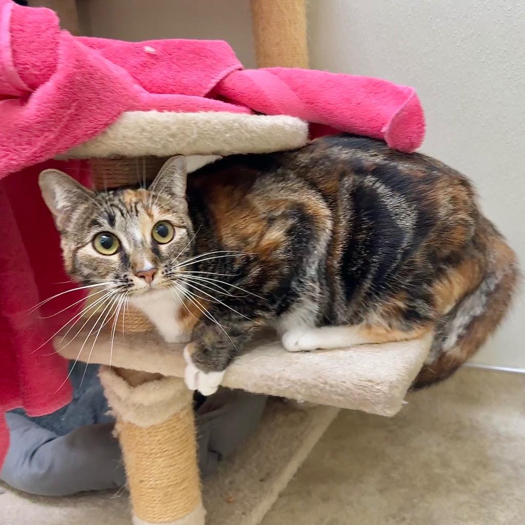 Enlarge Smoochie, a Adoptable mixed breed in Cambria, CA image 4/4