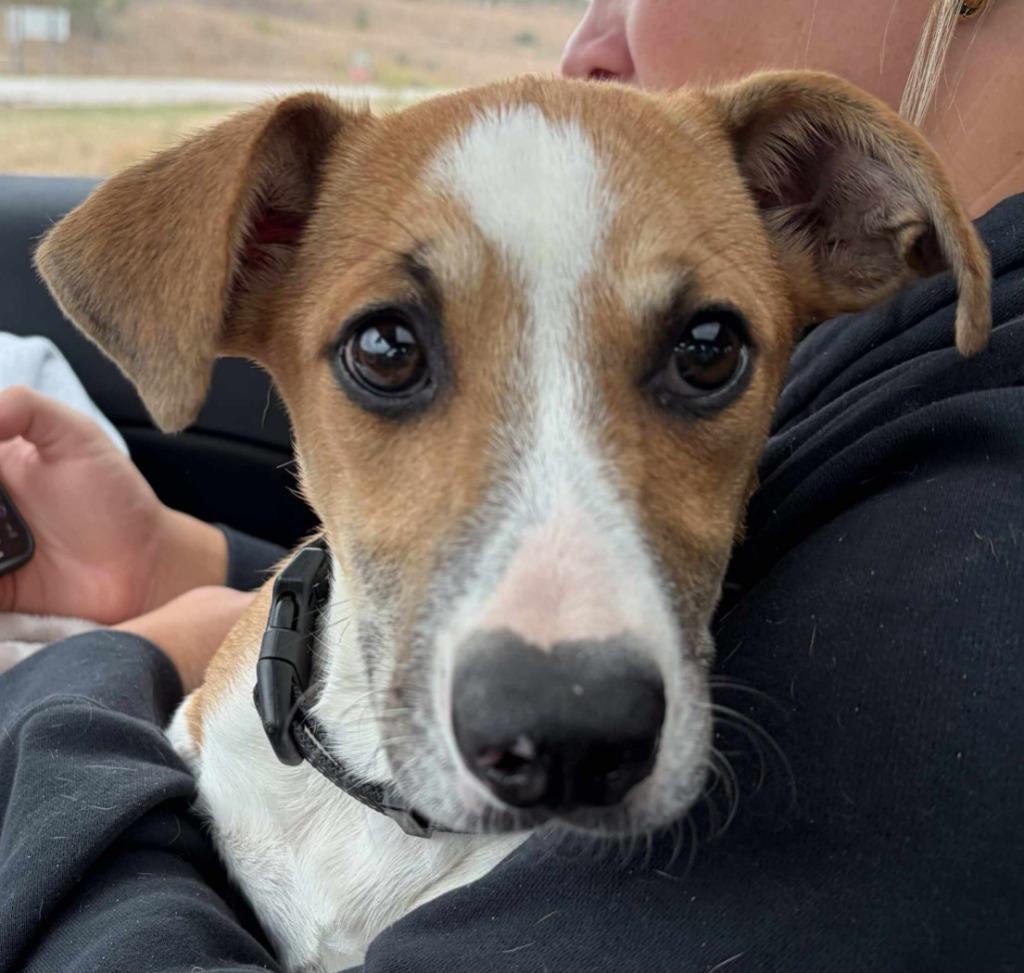 Hank, Adoptable, Young Male Dachshund & Jack Russell Terrier.