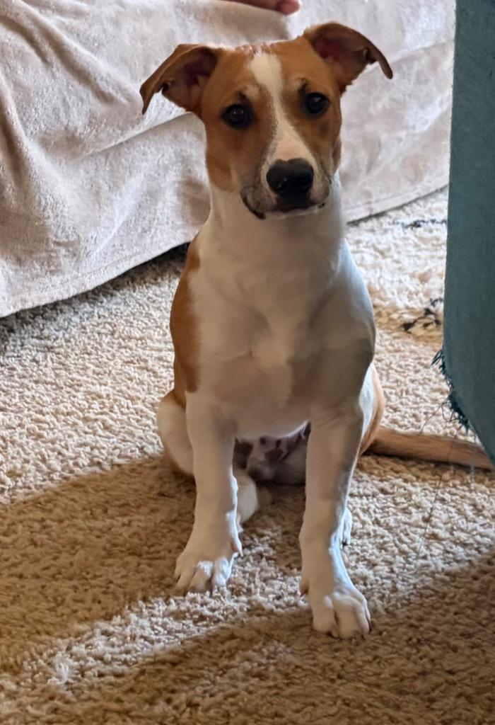 Enlarge Hank, a Adoptable mixed breed in Johnston, IA image 2/2