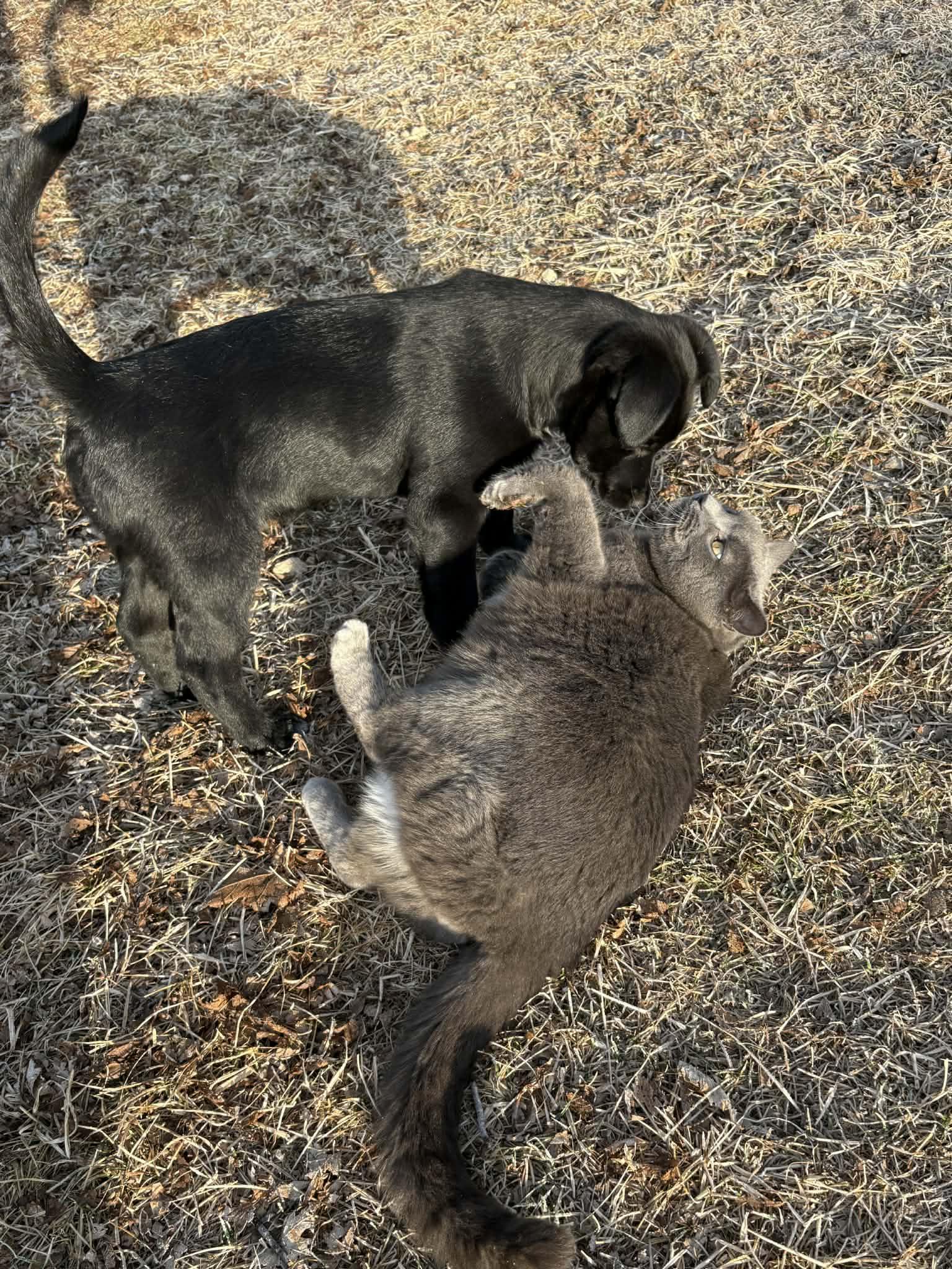 Enlarge Tux, a ADOPTABLE mixed breed in Dubuque, IA image 4/5