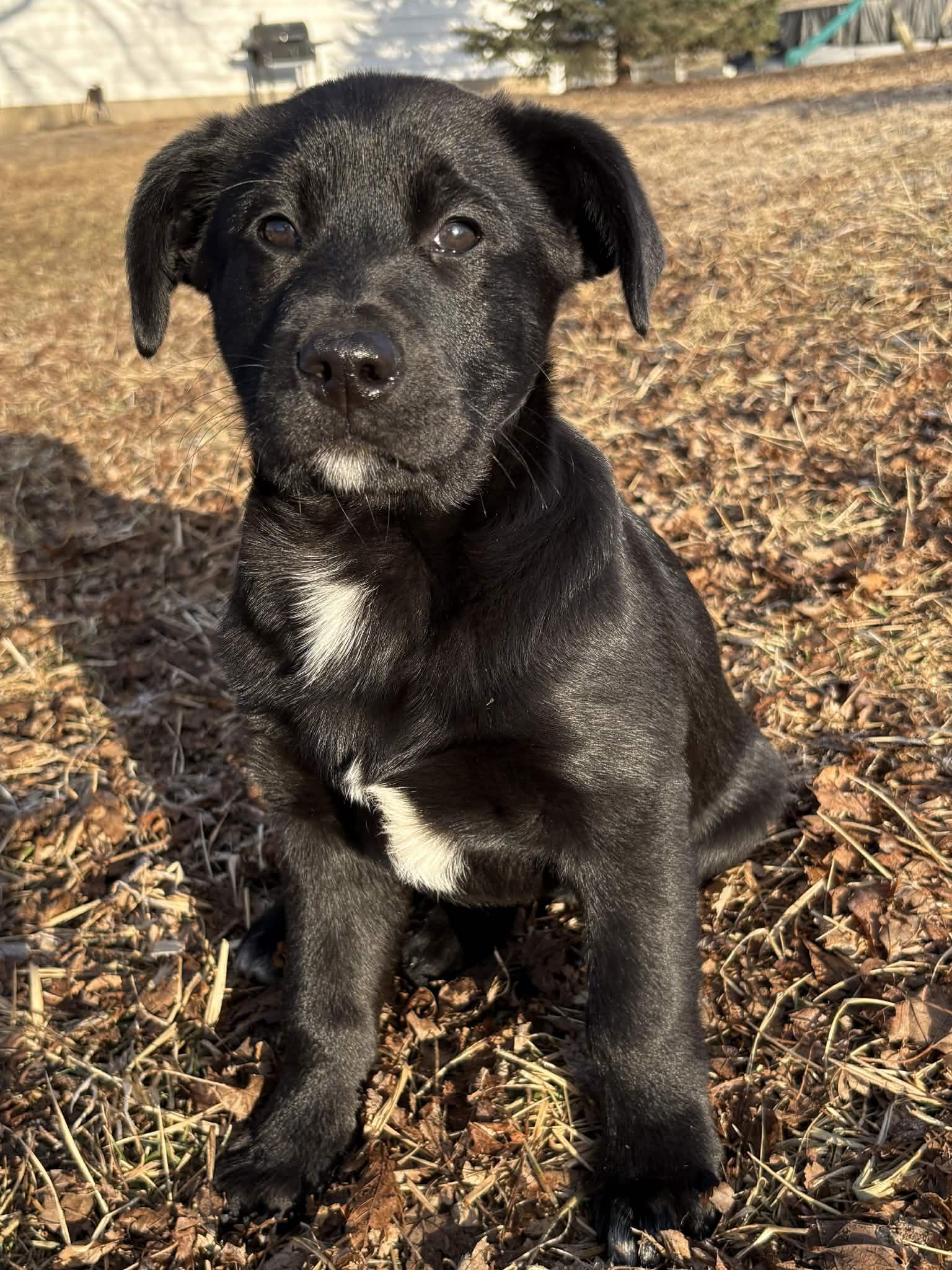 Enlarge Tux, a ADOPTABLE mixed breed in Dubuque, IA image 5/5