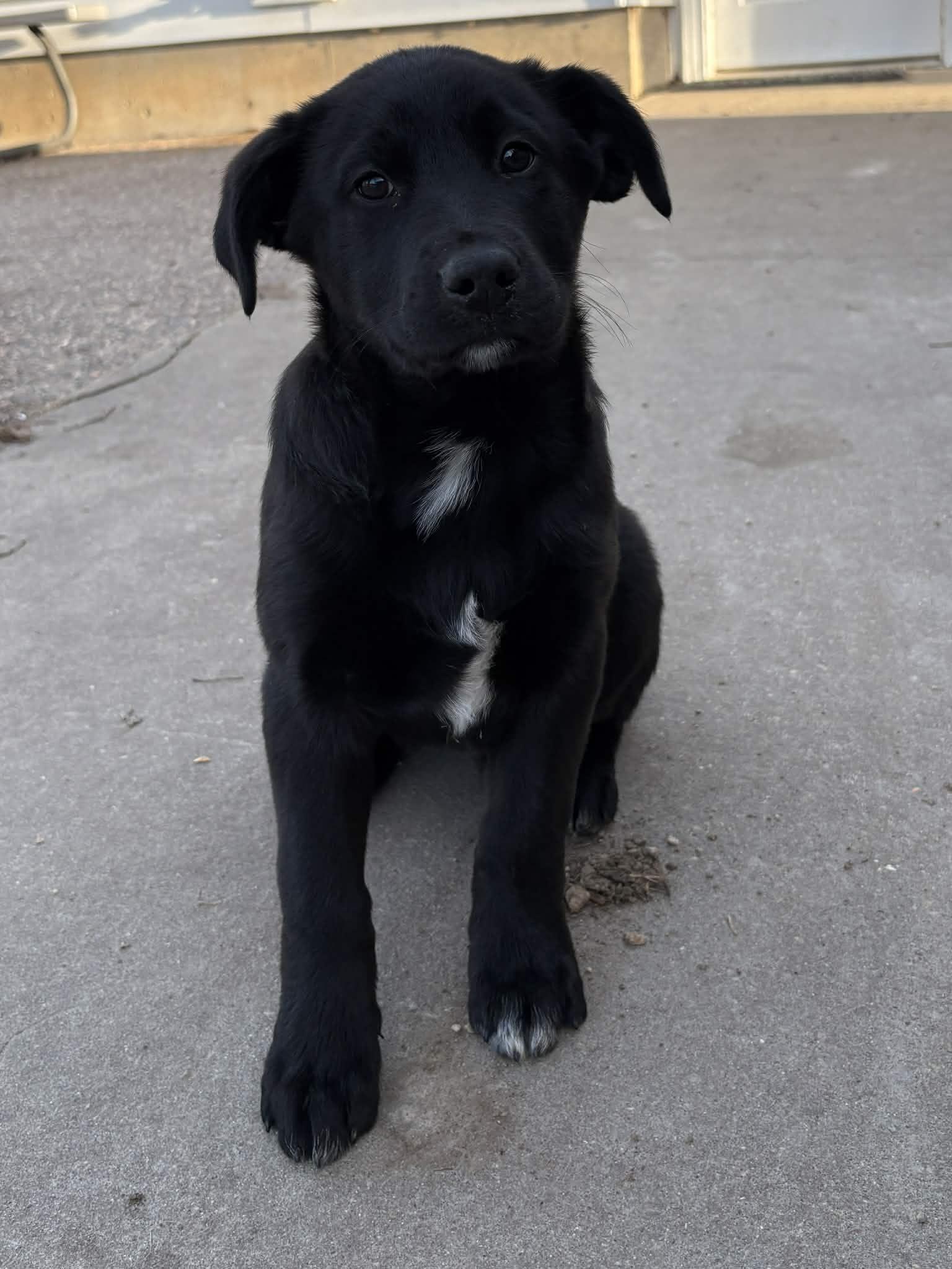 Enlarge Tux, a ADOPTABLE mixed breed in Dubuque, IA image 3/5