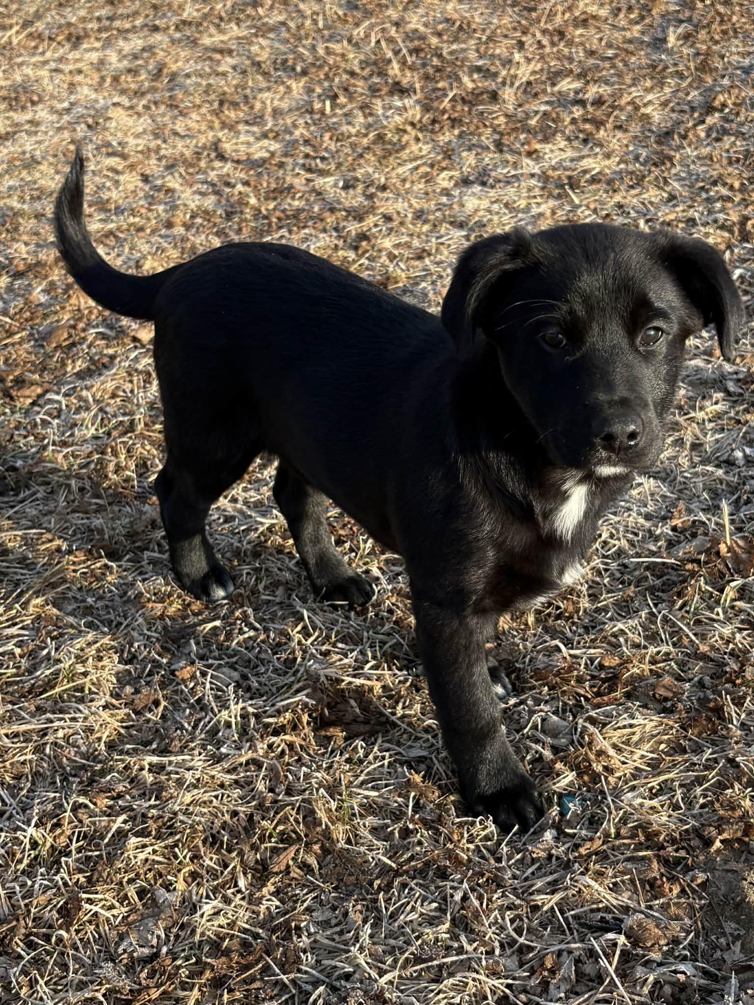 Enlarge Tux, a ADOPTABLE mixed breed in Dubuque, IA image 2/5