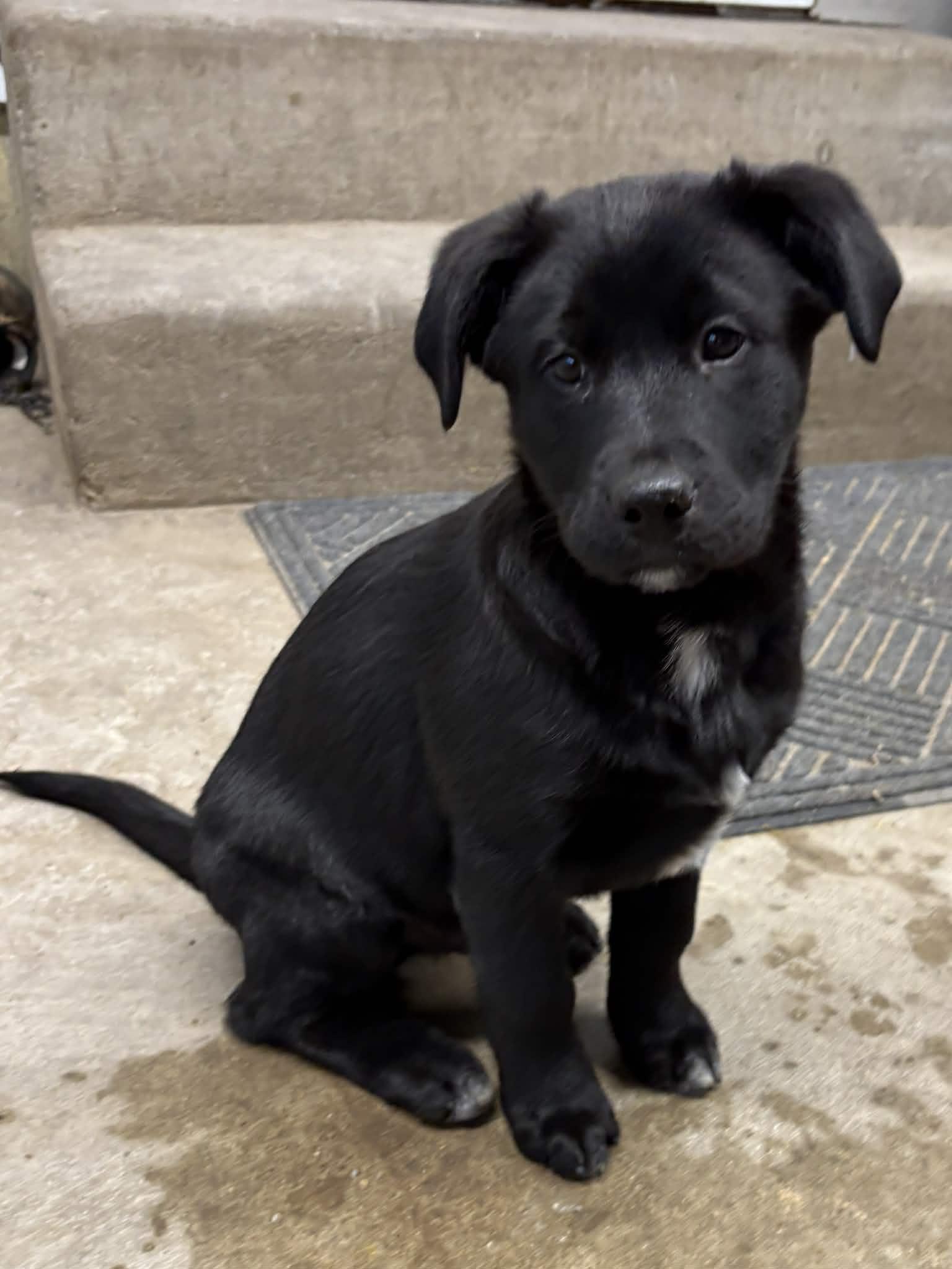 Tux, ADOPTABLE, Puppy Male Australian Shepherd & Chocolate Labrador Retriever.
