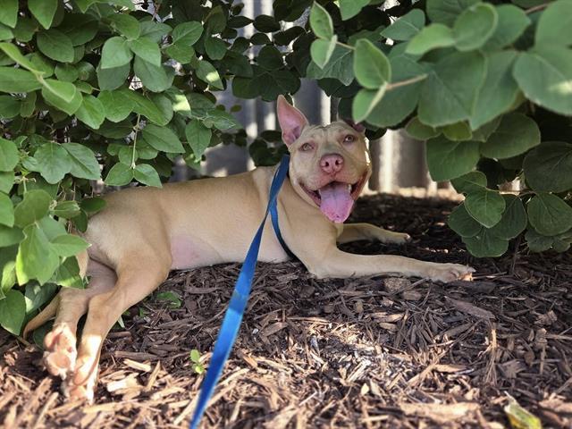 Enlarge BING, a Adoptable mixed breed in Omaha, NE image 1/1