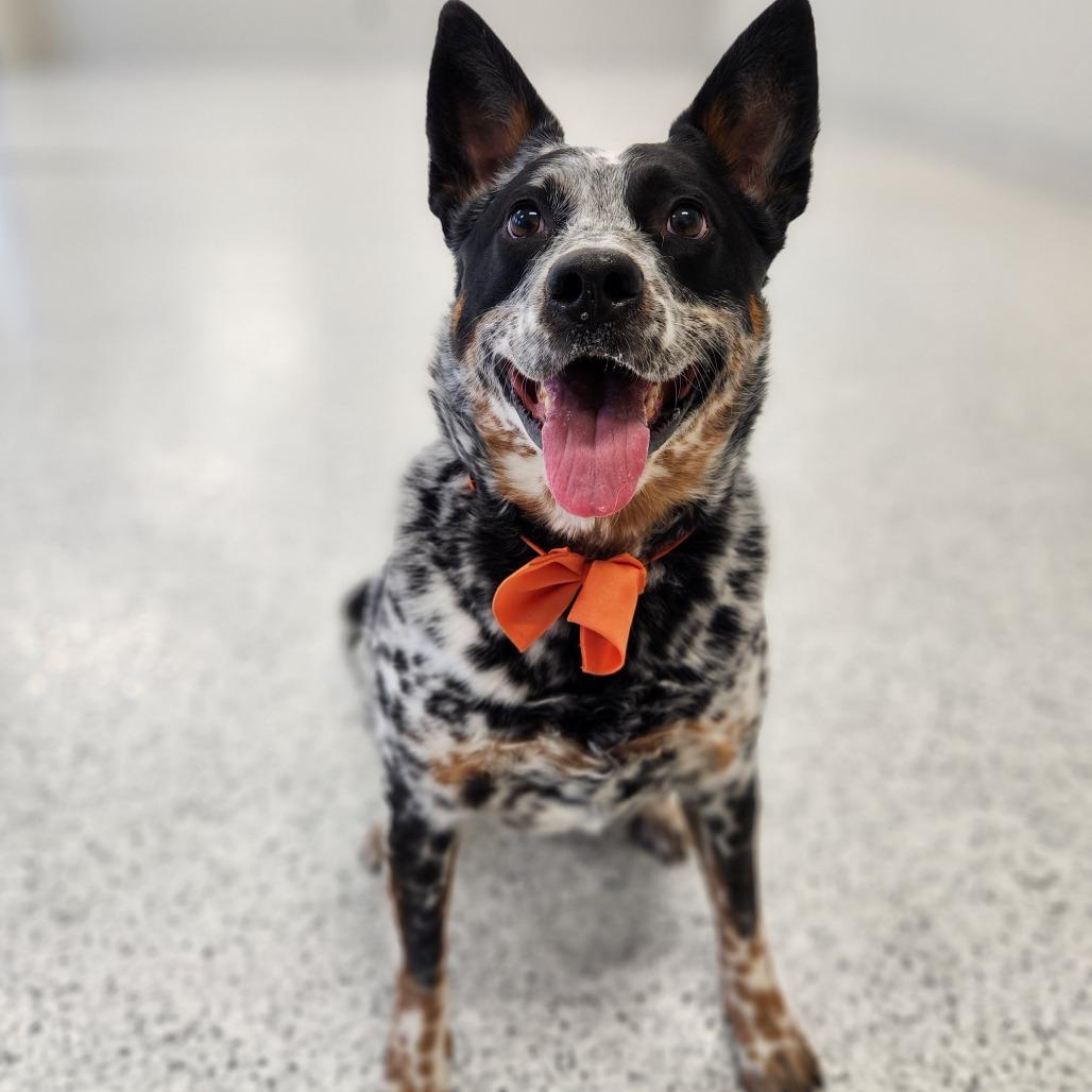 Enlarge Bandit, a Adoptable Australian Cattle Dog / Blue Heeler in Fort Wayne, IN image 1/5