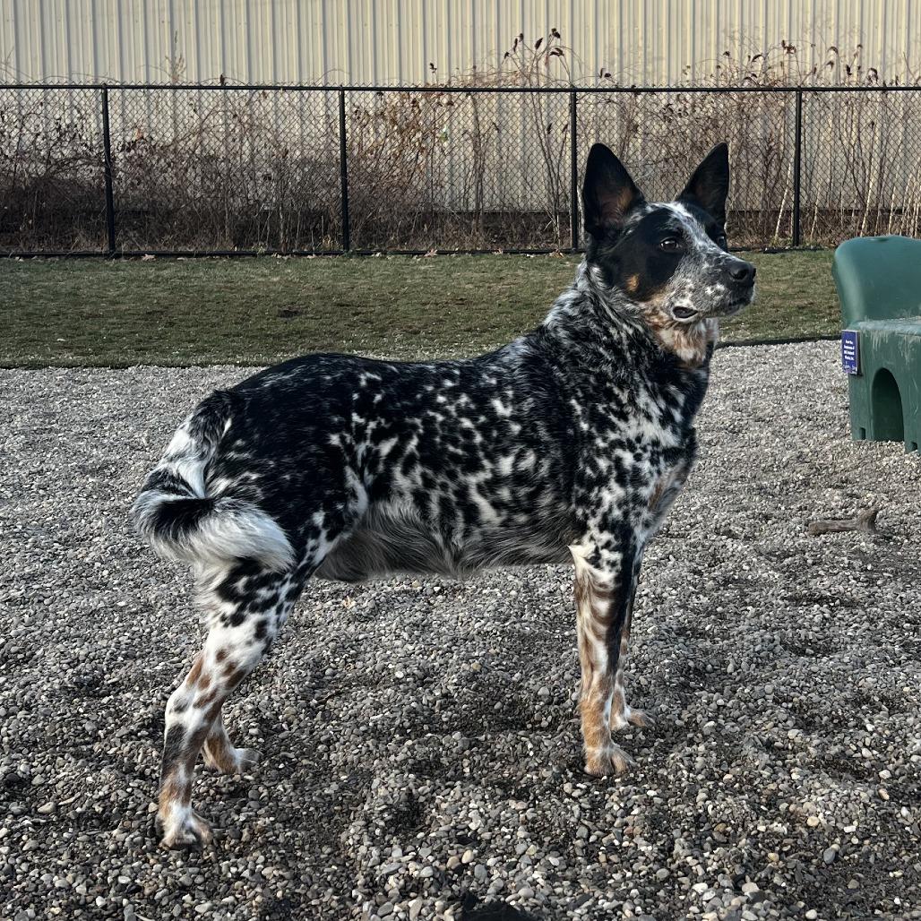 Enlarge Bandit, a Adoptable Australian Cattle Dog / Blue Heeler in Fort Wayne, IN image 2/5
