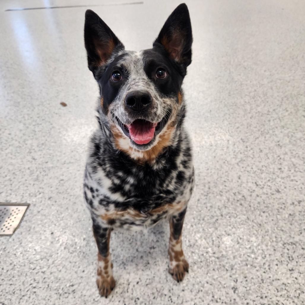 Enlarge Bandit, a Adoptable Australian Cattle Dog / Blue Heeler in Fort Wayne, IN image 4/5