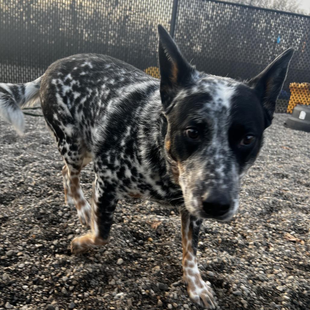 Enlarge Bandit, a Adoptable Australian Cattle Dog / Blue Heeler in Fort Wayne, IN image 5/5