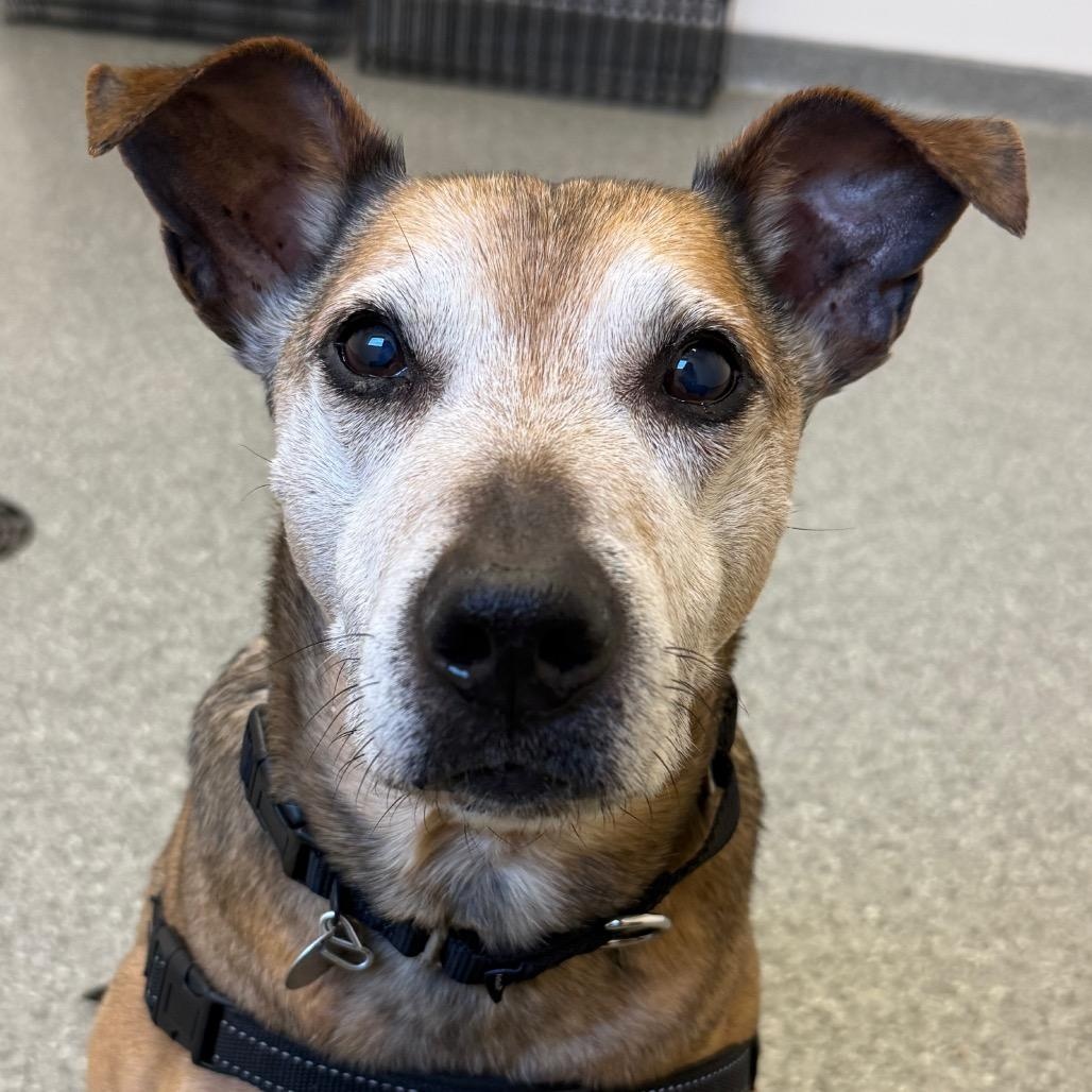 Enlarge Rocky , a ADOPTABLE mixed breed in Chicago, IL image 1/4