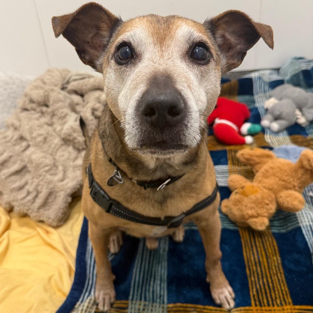 Enlarge Rocky , a ADOPTABLE mixed breed in Chicago, IL image 2/4