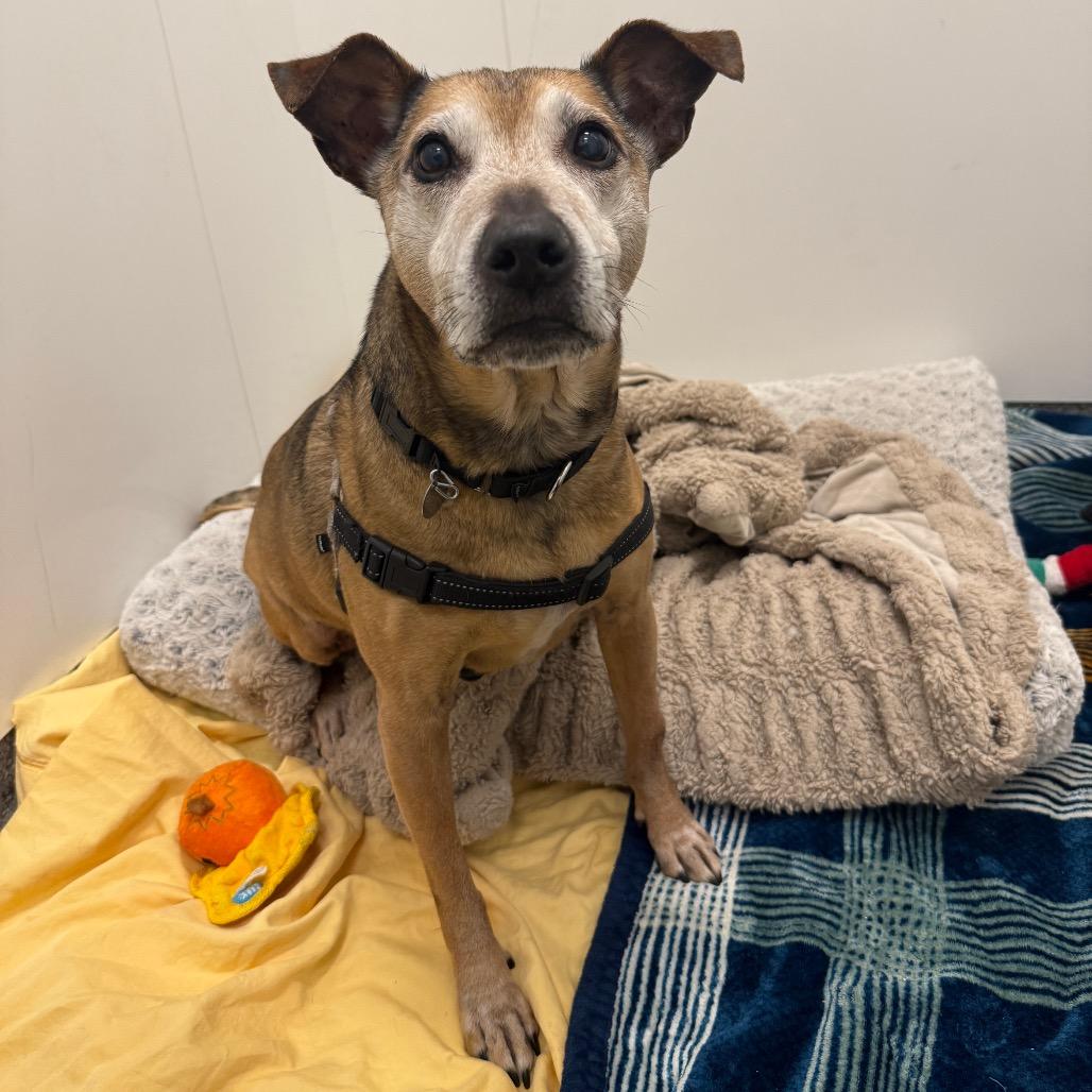 Enlarge Rocky , a ADOPTABLE mixed breed in Chicago, IL image 4/4