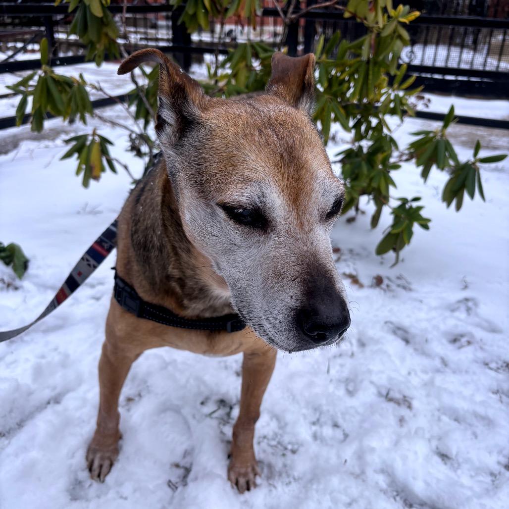 Enlarge Rocky , a ADOPTABLE mixed breed in Chicago, IL image 3/4