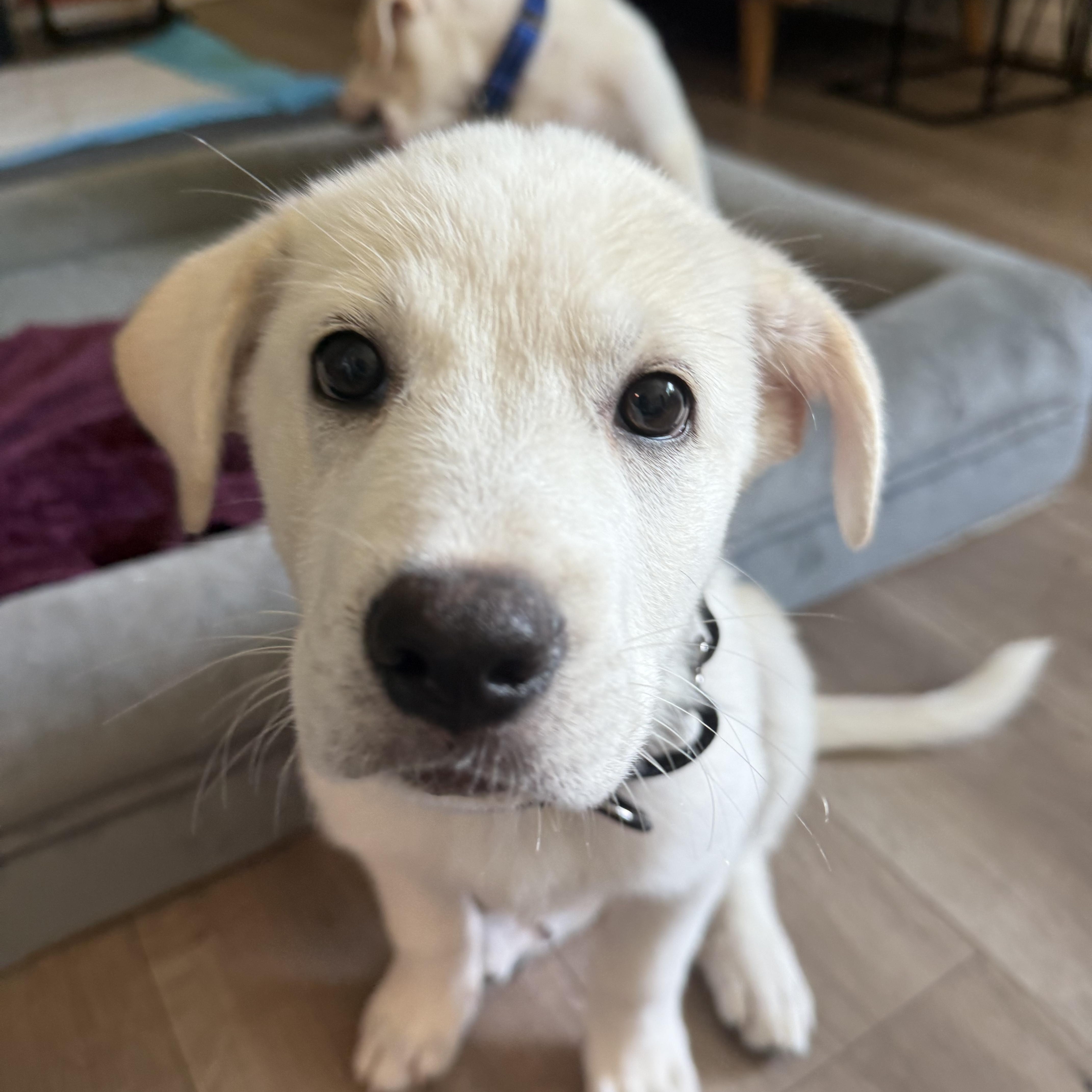 Rain, Baby Male Great Pyrenees
