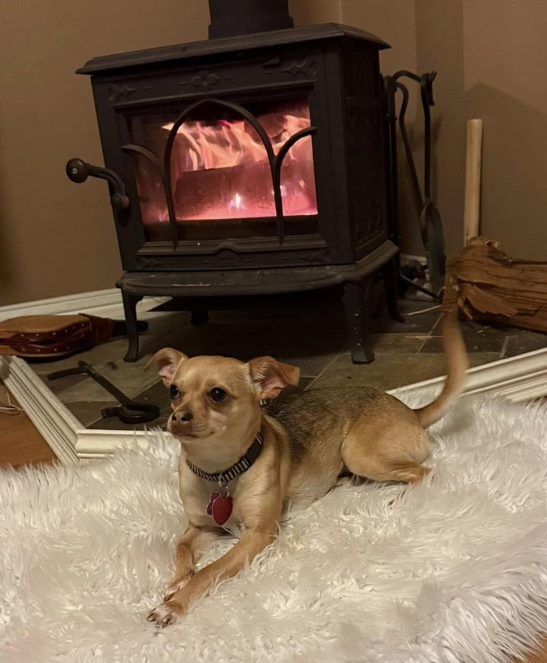 Lady Grr Baby, adopted, Young Female Chihuahua.