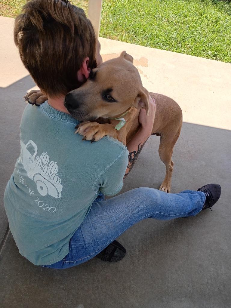 Enlarge Hans, a Adoptable mixed breed in Albany, GA image 2/6