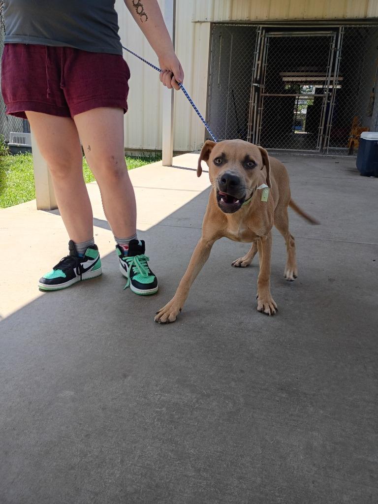 Enlarge Hans, a Adoptable mixed breed in Albany, GA image 3/6