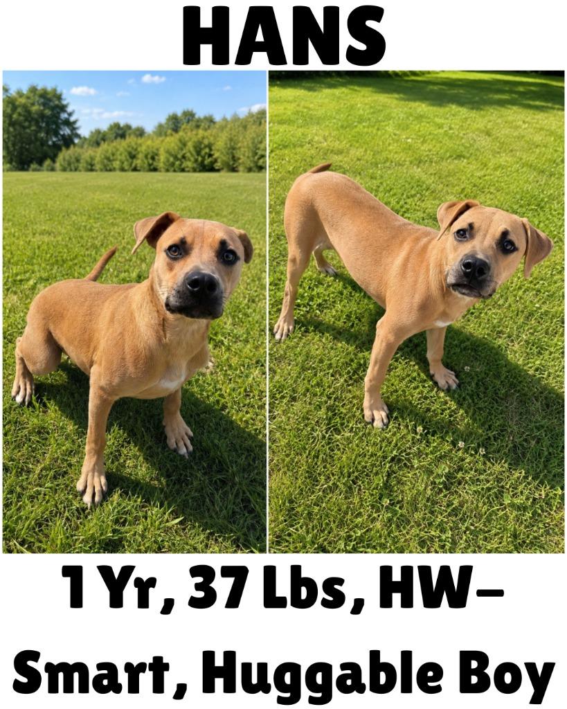 Enlarge Hans, a Adoptable mixed breed in Albany, GA image 5/6