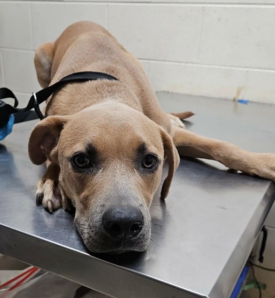 Enlarge Hans, a Adoptable mixed breed in Albany, GA image 6/6
