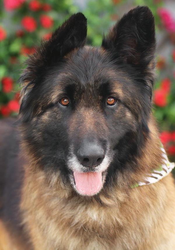 Enlarge King von Karben , an adopted German Shepherd Dog in Los Angeles, CA image 1/1