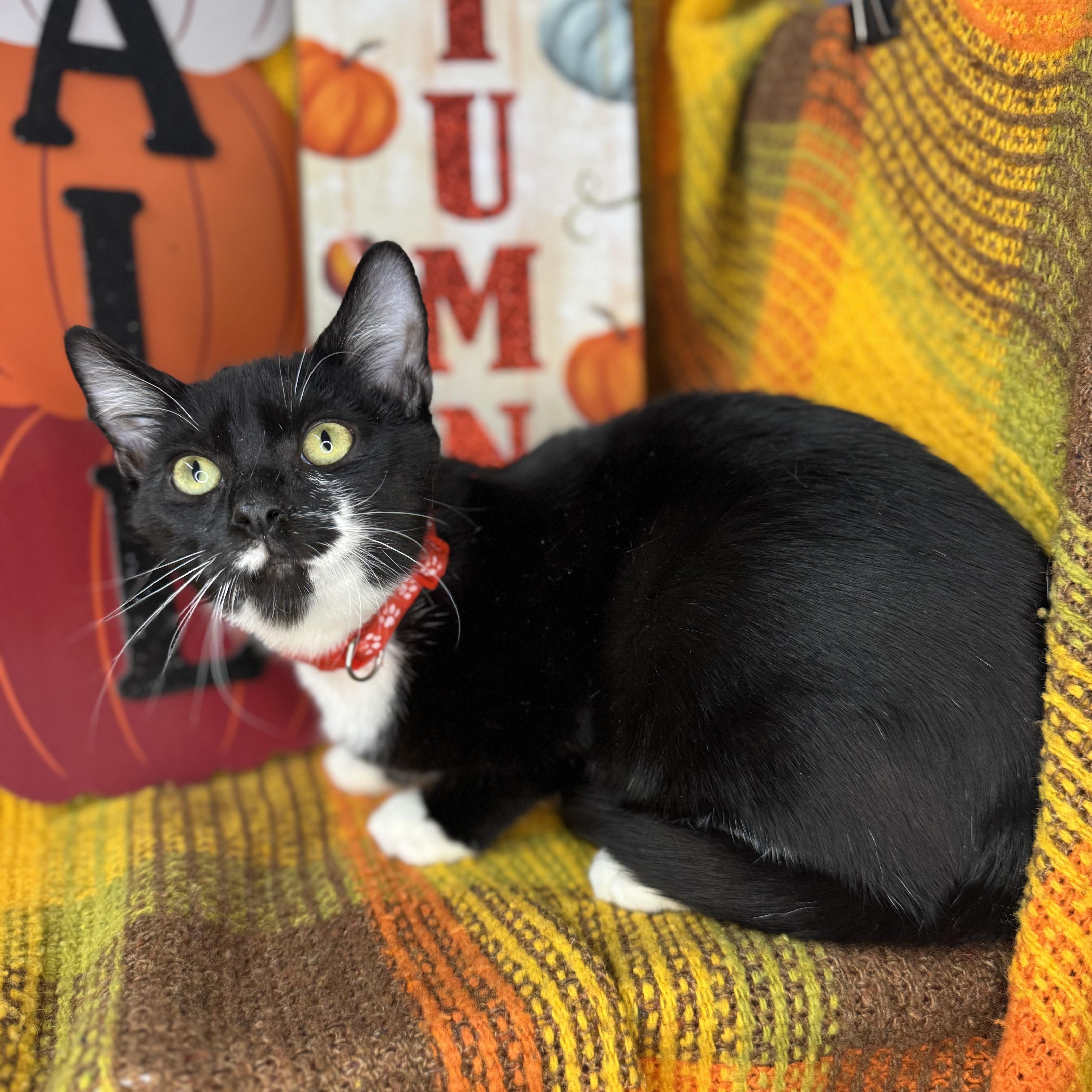 Enlarge Tucker, a Adoptable Tuxedo in Mount Vernon, IL image 6/6