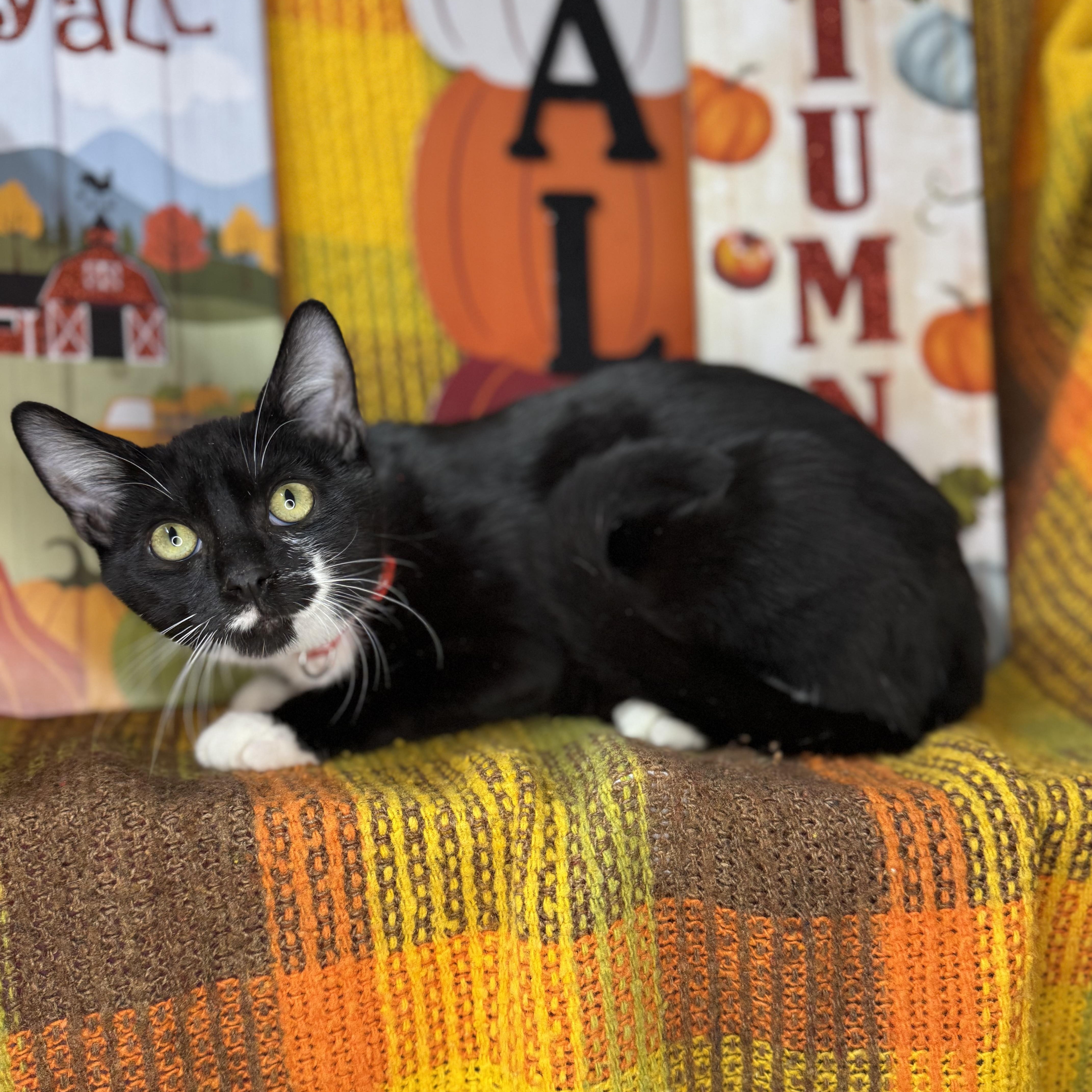 Enlarge Tucker, a Adoptable Tuxedo in Mount Vernon, IL image 4/6