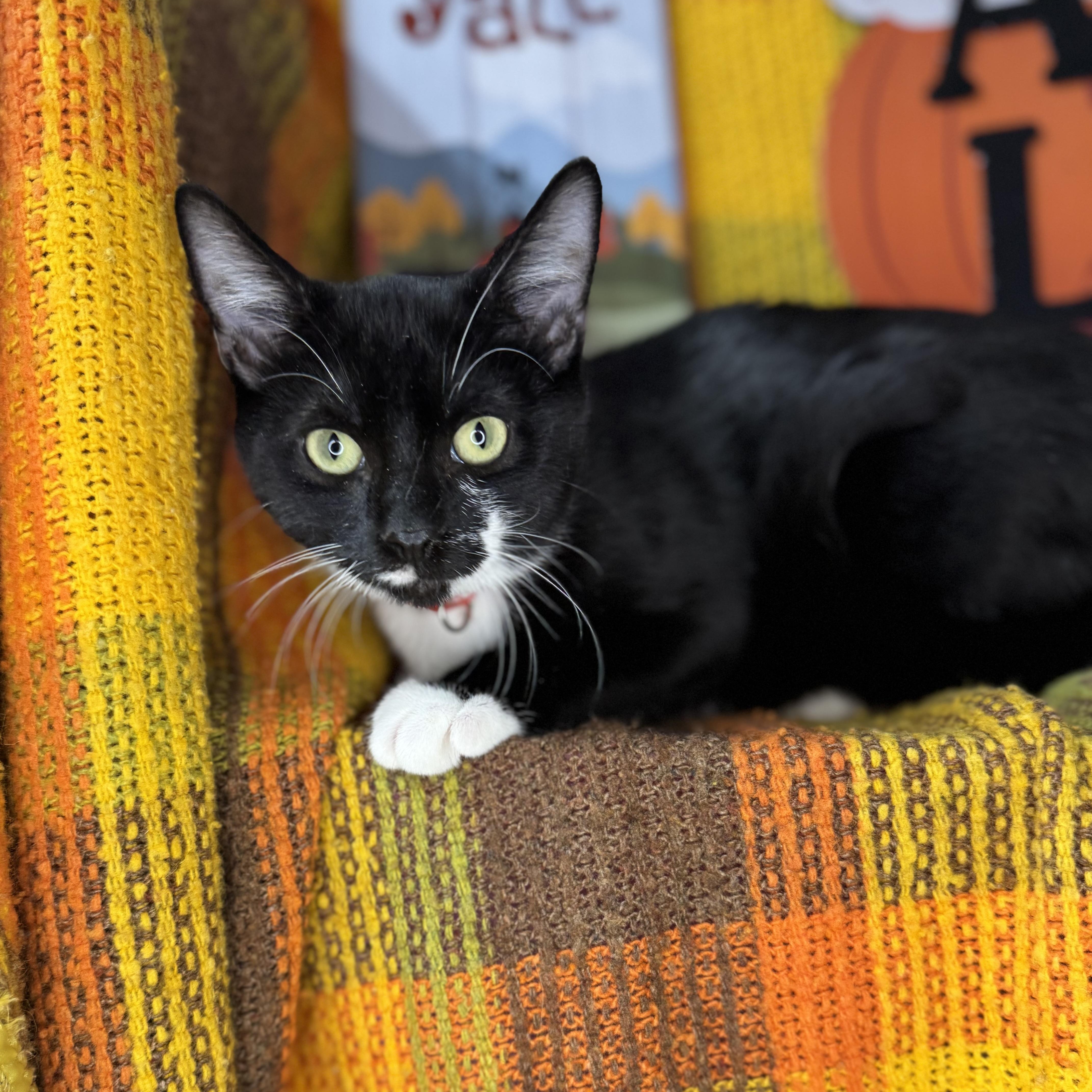 Tucker, Adoptable, Kitten Male Tuxedo.