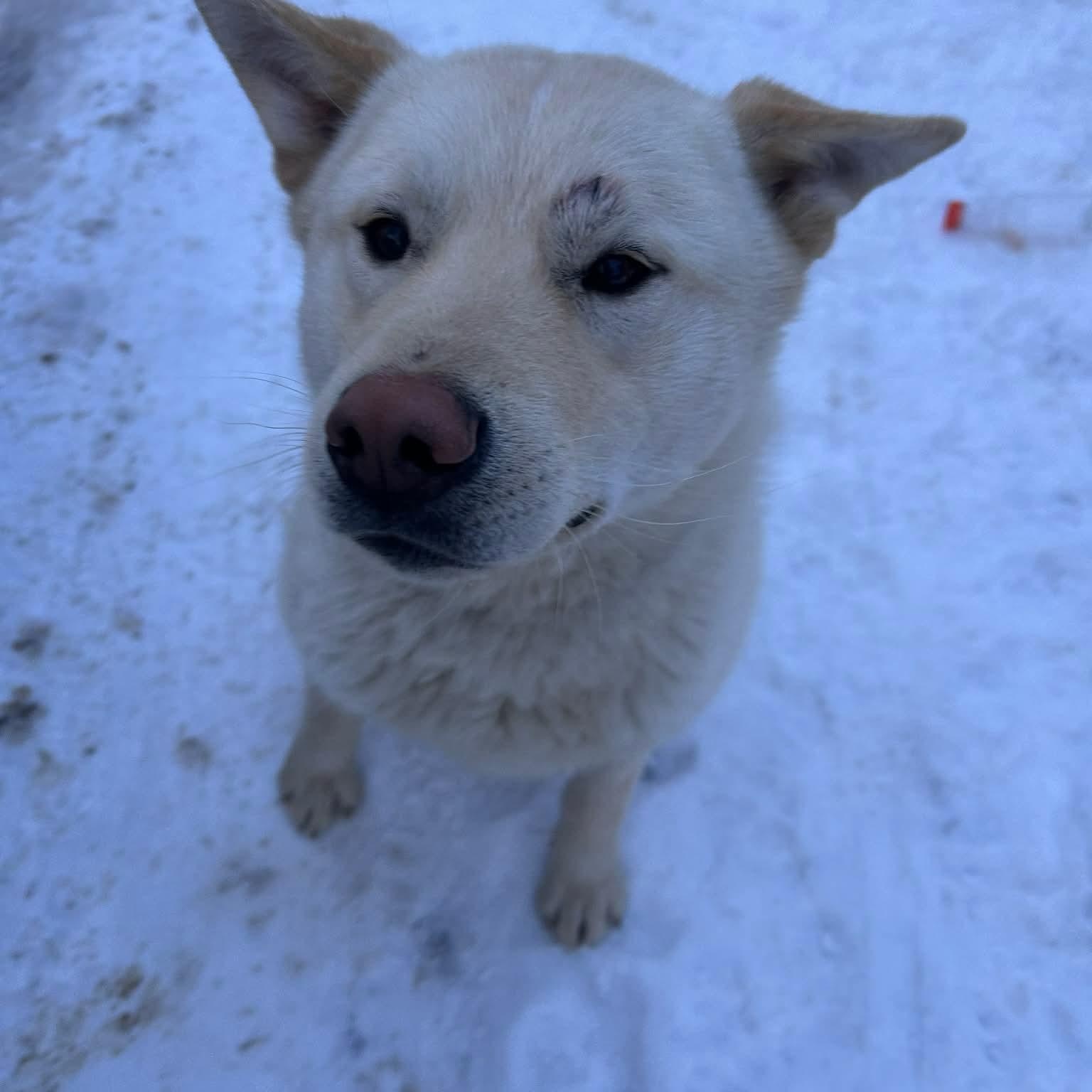 Enlarge Anchovy , a ADOPTABLE mixed breed in Edmonton, AB image 1/4